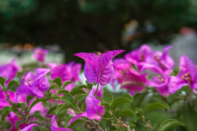 Close-up of pink flowering plant