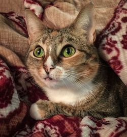 Close-up portrait of cat relaxing on sofa at home