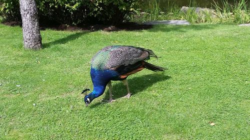 Peacock on field