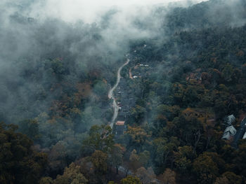 High angle view of trees in forest