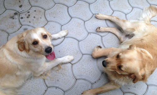 High angle view of golden retriever on floor