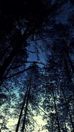 Low angle view of bare trees