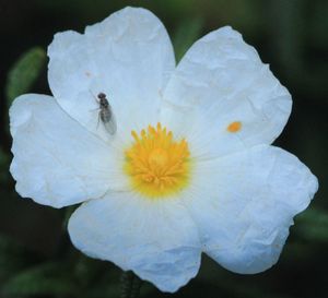 Close-up of white flower