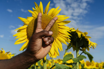 Hand of man gesturing peace sign in front of sunflower