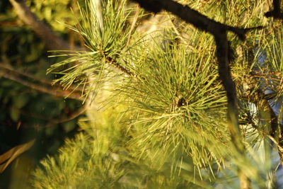 Close-up of flower tree