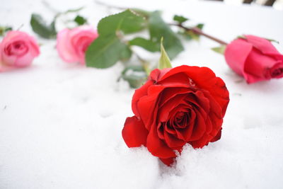 Close-up of red rose in snow