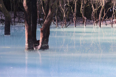 Reflection of trees in lake during winter