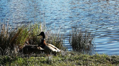 Duck swimming in lake