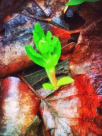 Close-up of plant