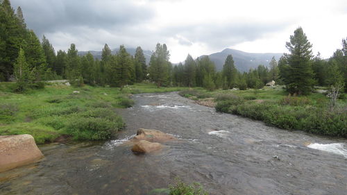 Scenic view of river flowing in forest against sky