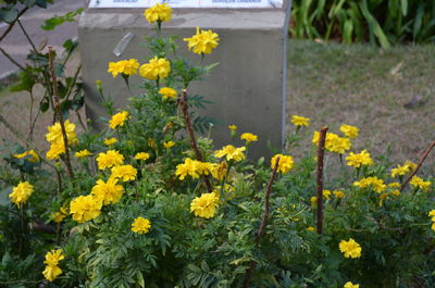 Close-up of yellow flowers blooming on field