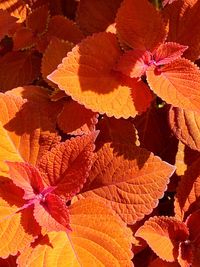 Full frame shot of autumnal leaves