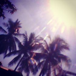 Low angle view of palm trees against sky