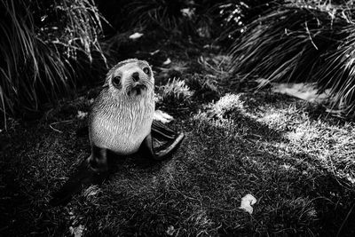 Portrait of fur seal on field