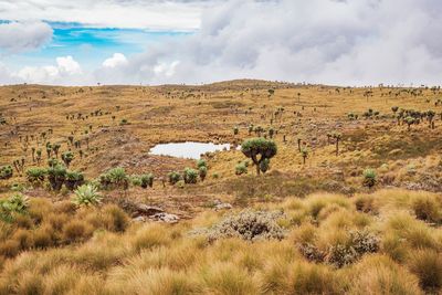 Scenic view of a pond in the moorland zone of the 7 ponds trail in aberdare national park, kenya