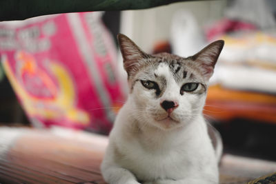 Close-up portrait of cat