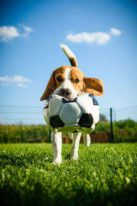 View of a dog with soccer ball on field