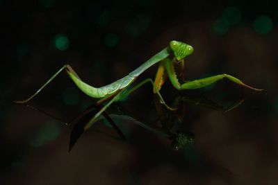 Close-up of praying mantis on glass