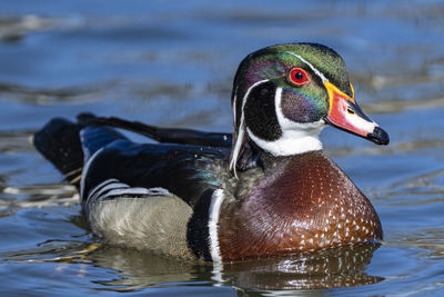 Wood duck swimming in lake