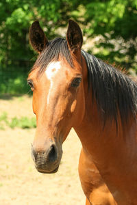 Close-up of a horse on field