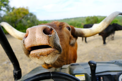 Close-up of cow