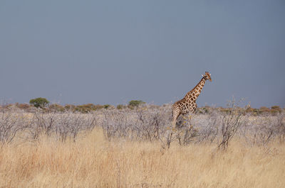 Giraffes on field against clear sky