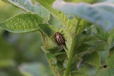 Close-up of insect on plant