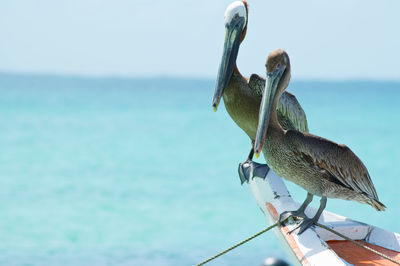 Bird perching on a sea