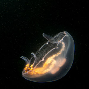 An amazing jellyfish appears like glowing of fire in cold black ocean water.
