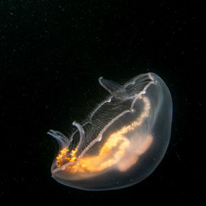 Close-up of jellyfish swimming in sea