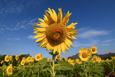 Close-up of yellow sunflower on field against sky