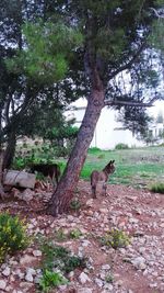 Giraffes on tree trunk