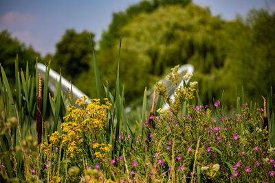 Close-up of flowering plants on land