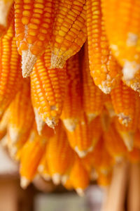 Close-up of orange flowers