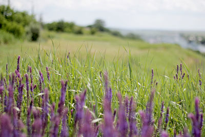 Close-up of plants growing in field