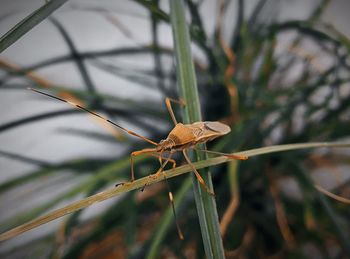 Close-up of insect on leaf