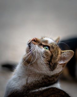 Cute female stray cat with beautiful green eyes, close-up photo of cat animal