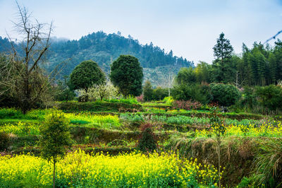 Scenic view of field against sky