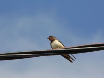 Low angle view of bird perching on cable against sky