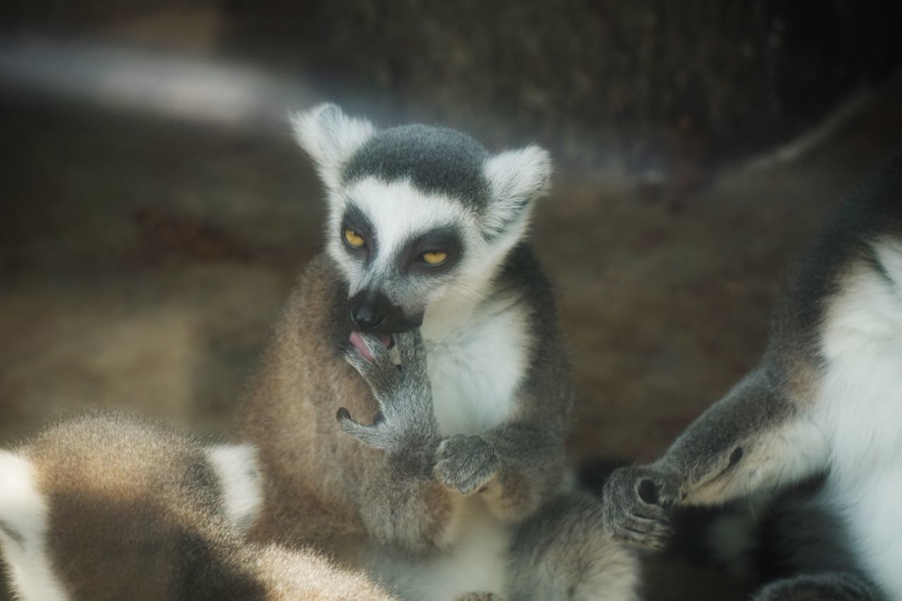 animal themes, mammal, wildlife, young animal, focus on foreground, close-up, portrait, animal head, whisker, selective focus, day, nature, outdoors, no people, animal, animal wildlife, animal body part, cute