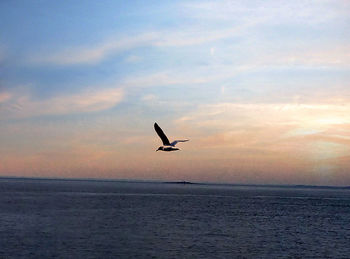 Airplane flying in sky