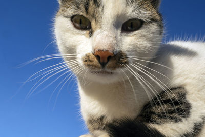Close-up portrait of a cat