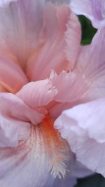 Macro shot of pink flower
