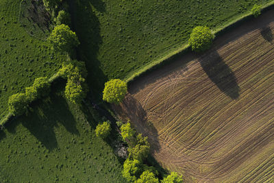 High angle view of plants on field
