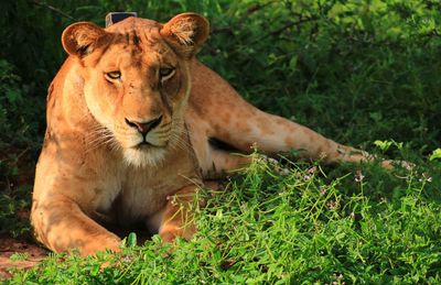 Portrait of a cat on grassy field