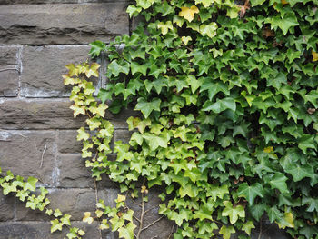 Close-up of plants