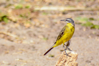 Close-up of bird perching outdoors