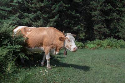 The cow in the meadow is eating grass