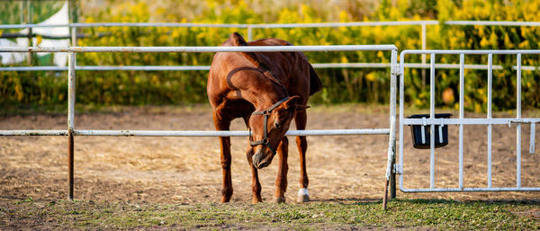 Horse running on field