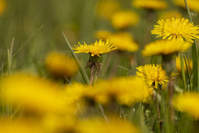 Close-up of yellow flowering plant on field